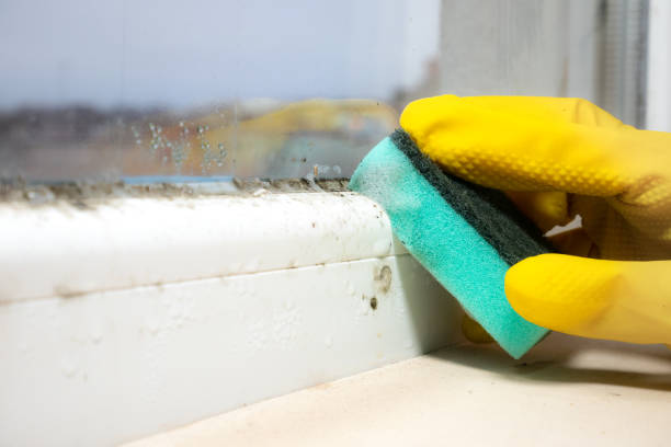 Mold Removal Process in Milford, OH